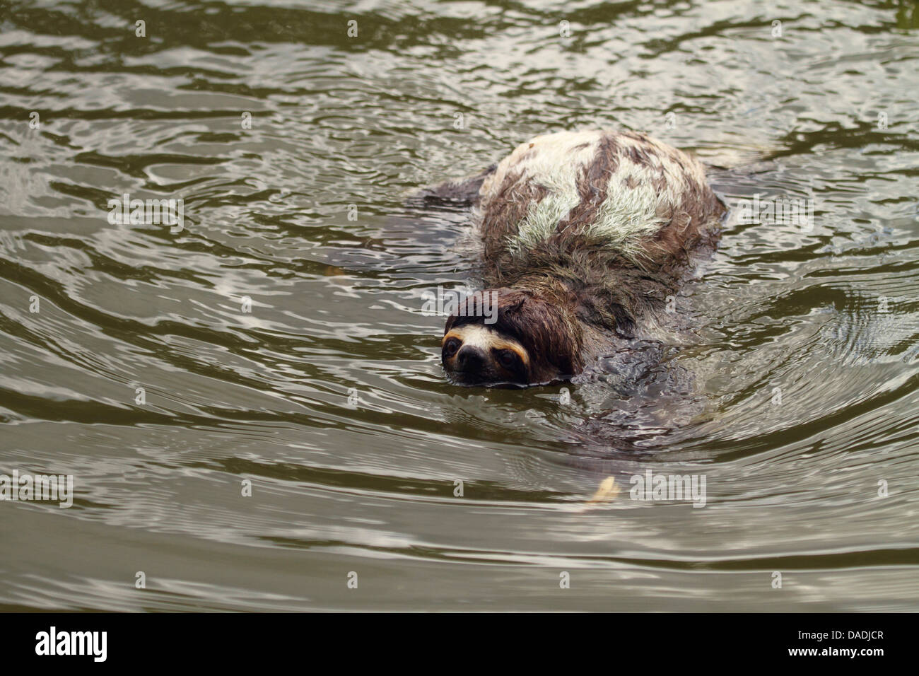 brown-throated sloth (Bradypus variegatus), swimming in river, Peru, Loreto, Yanayacu River Stock Photo