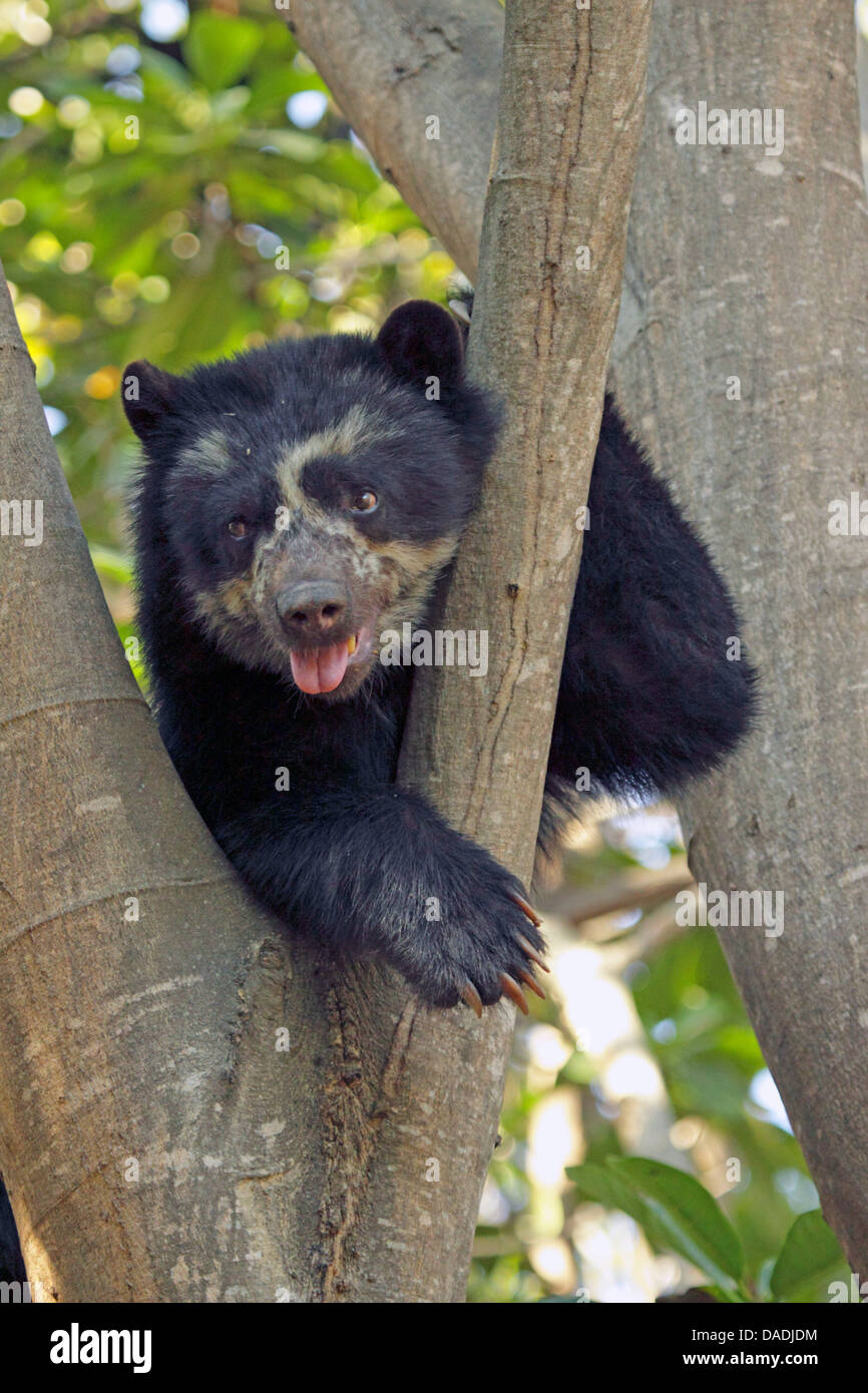 Spectacled bear, Andean bear (Tremarctos ornatus), resting in a tree and showing tongue, Peru, Lambayeque, Reserva Chaparri Stock Photo