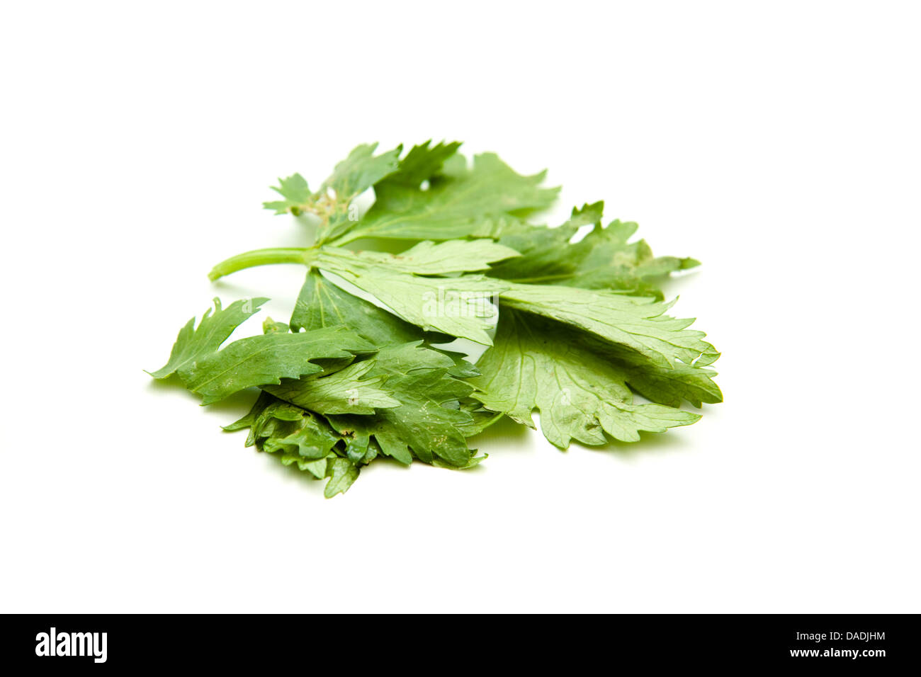 Fresh celery leaves Stock Photo Alamy
