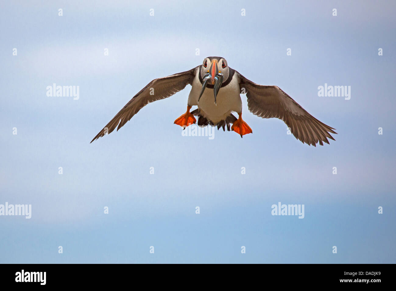 Flying Puffin with sandeels Stock Photo