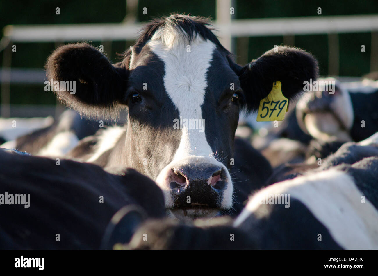 Dairy Cow Feeders High Resolution Stock Photography and Images Alamy