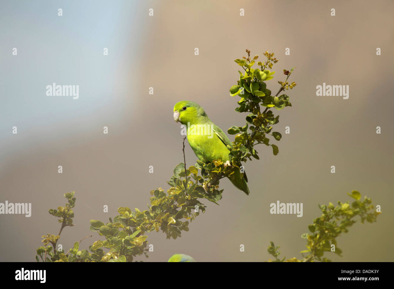 Pacific parrotlet (Forpus coelestis), sitting on a branch, Peru, Lambayeque, Reserva Chaparri Stock Photo