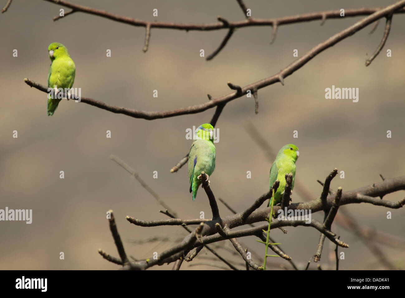 Pacific parrotlet (Forpus coelestis), three parrots in tree without leaves, Peru, Lambayeque, Reserva Chaparri Stock Photo