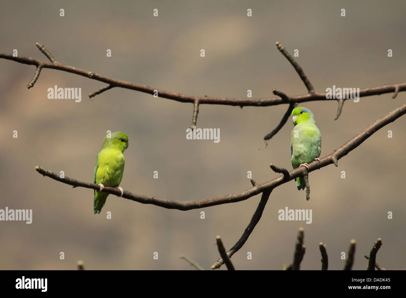 Pacific parrotlet (Forpus coelestis), two parrots in tree looking at each other, Peru, Lambayeque, Reserva Chaparri Stock Photo