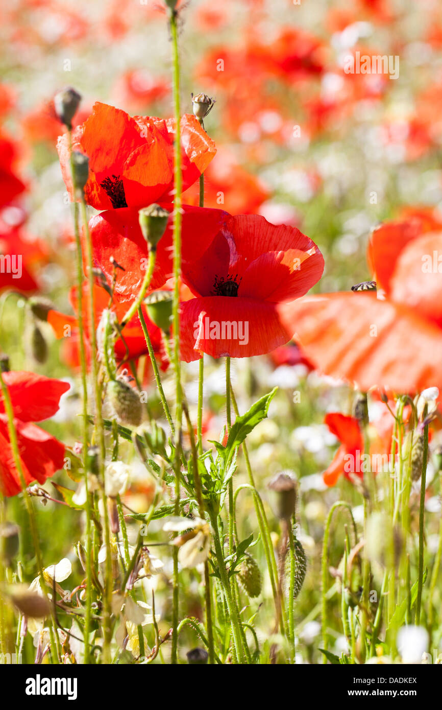 A file of Red poppies in England Stock Photo