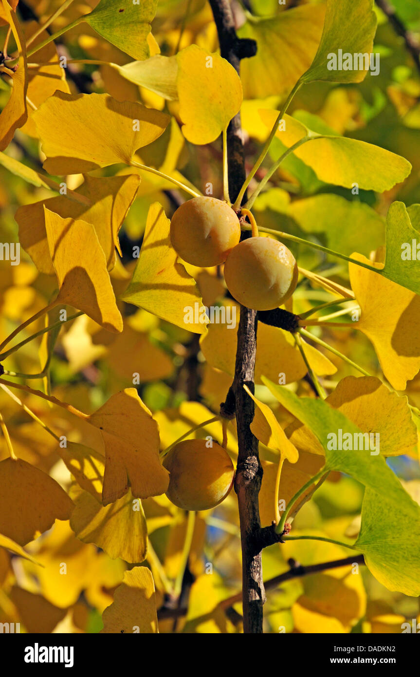 maidenhair tree, Ginkgo Tree, Gingko Tree, Ginko Tree (Ginkgo biloba), twig with ginkgo leaves and mature seeds in autumn, Germany Stock Photo