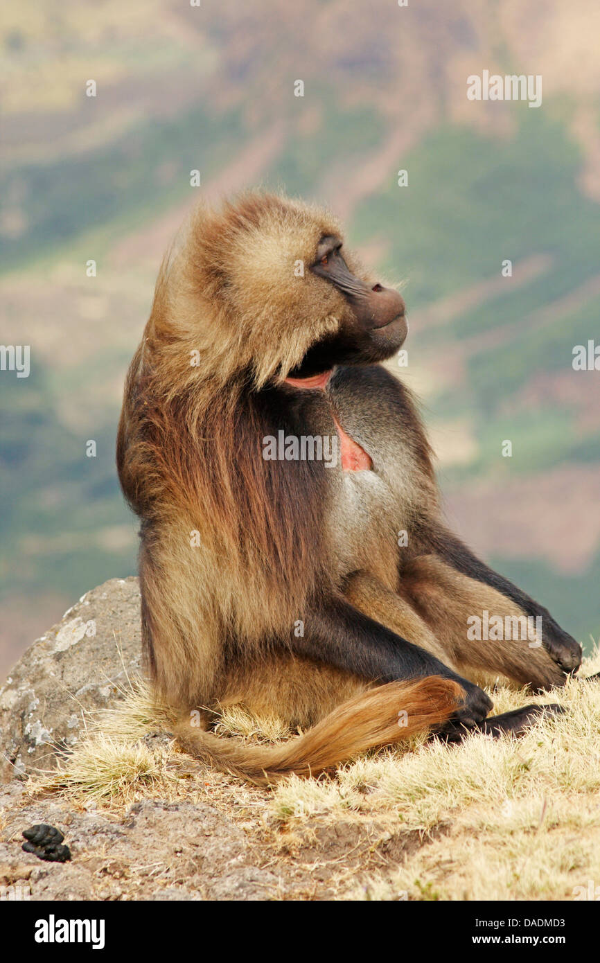 gelada, gelada baboons (Theropithecus gelada), sitting, Ethiopia, Gondar,  Simien Mountains National Park Stock Photo - Alamy