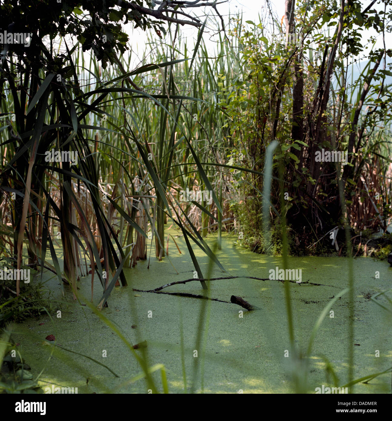 Pond overgrown with grass Stock Photo