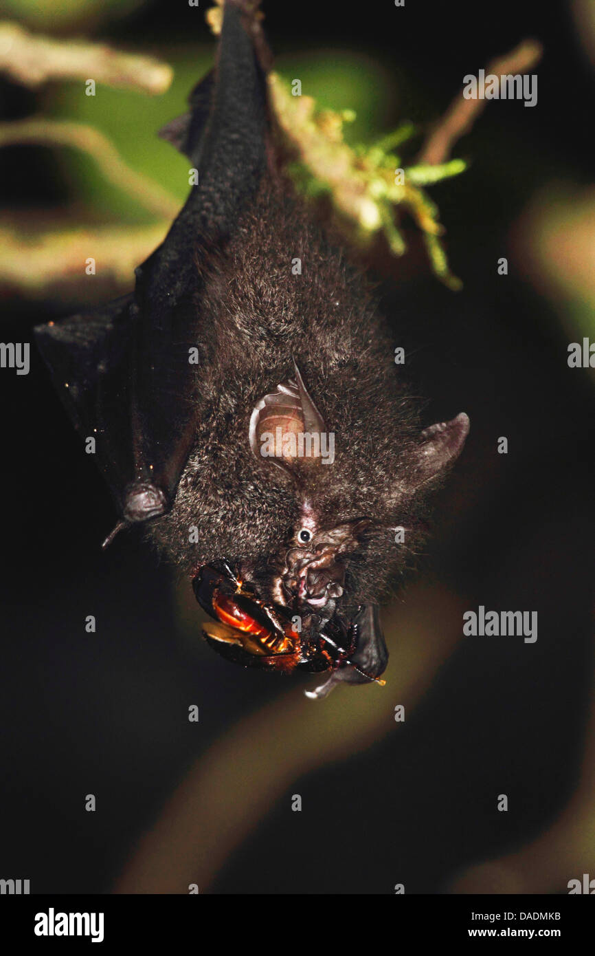 horseshoe bat feeding on beetle, Indonesia, Jambi, Kerinci Seblat