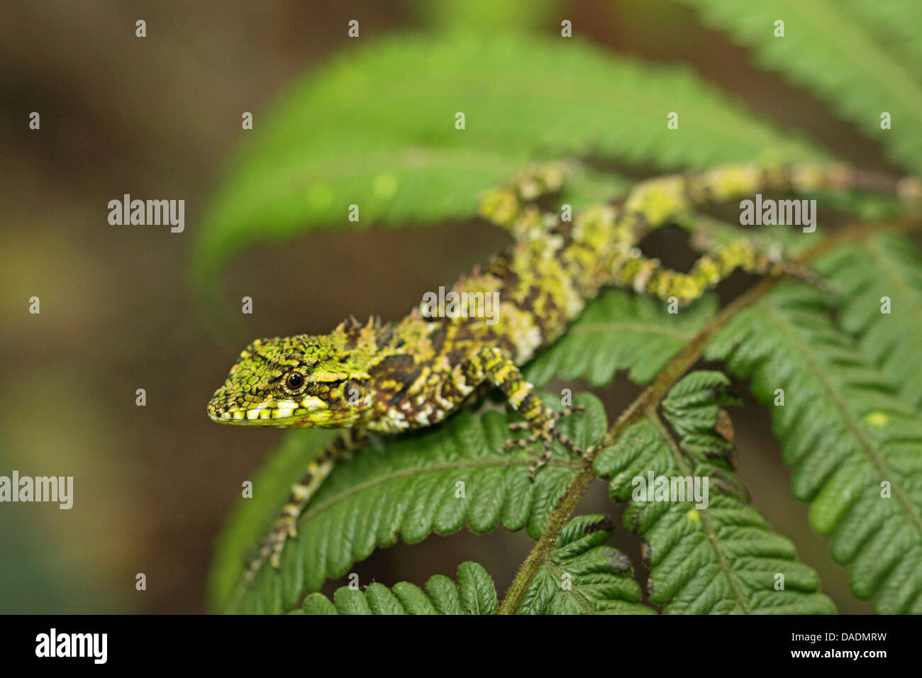 agamas, chisel-teeth lizards (Agamidae), sitting on a fern leaf, Indonesia, Lampung, Kerinci Seblat National Park Stock Photo