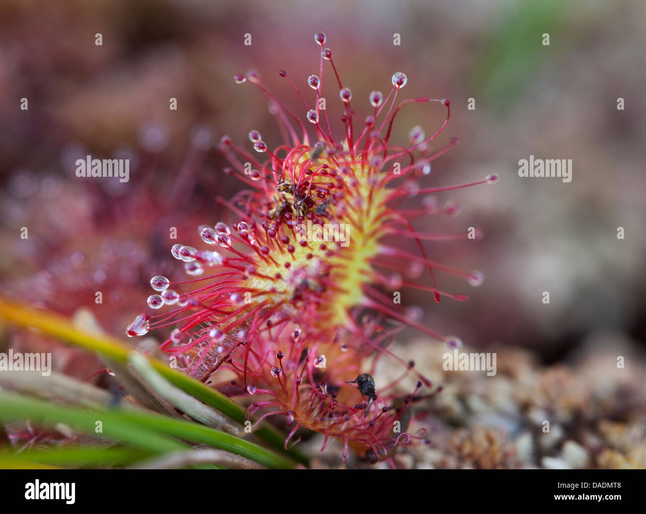 Round Leaved Sundew Drosera rotundifolia with Trapped Insects Upper Teesdale County Durham UK Stock Photo