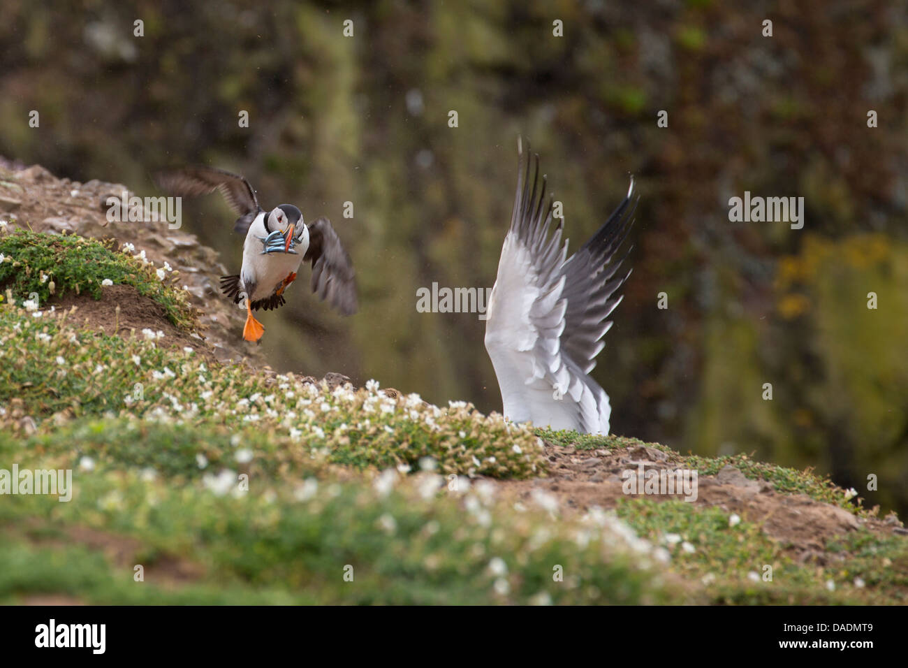 Puffin with sandeels mobbed by Herring Gull Stock Photo