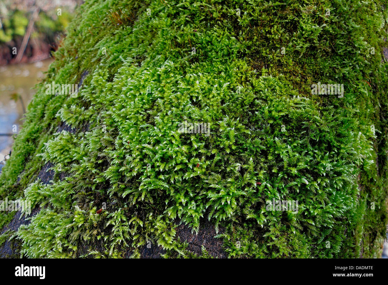 Cypress-leaved plait-moss, Hypnum moss (Hypnum cupressiforme), on a tree trunk, Germany, Bavaria Stock Photo