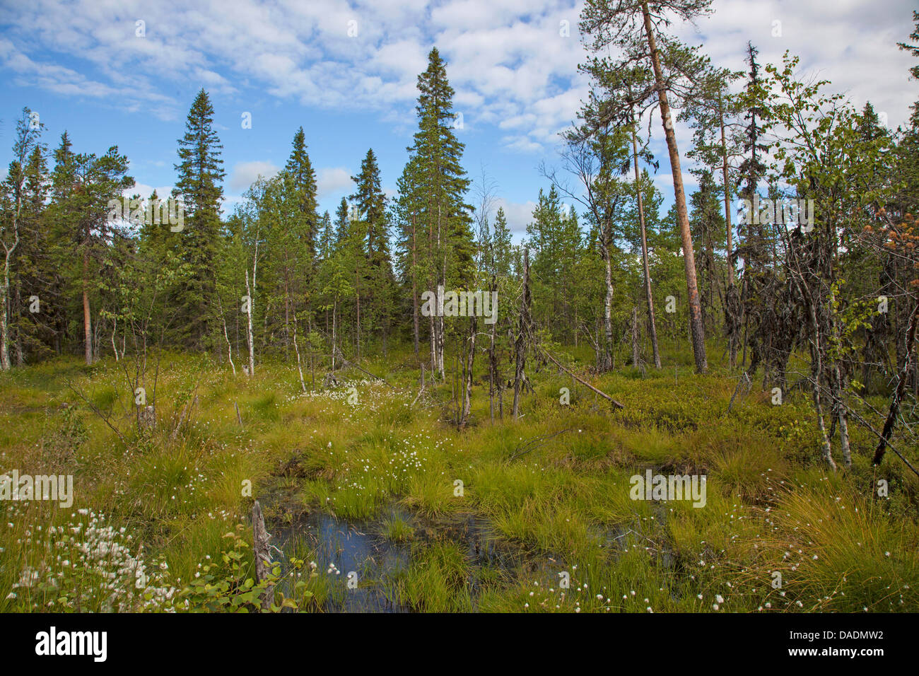 Russia taiga hires stock photography and images Alamy