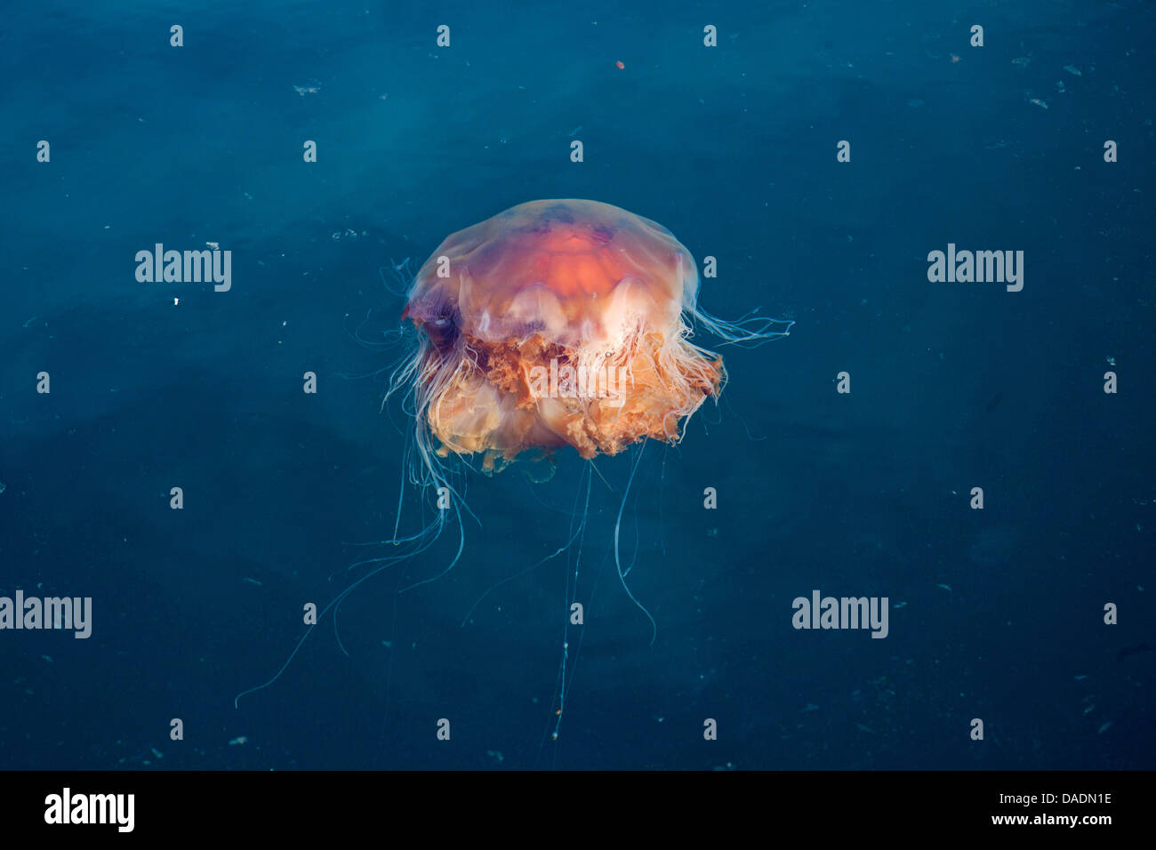 jellyfish (Cyanea capillata), swimming, Norway, Hitra Stock Photo