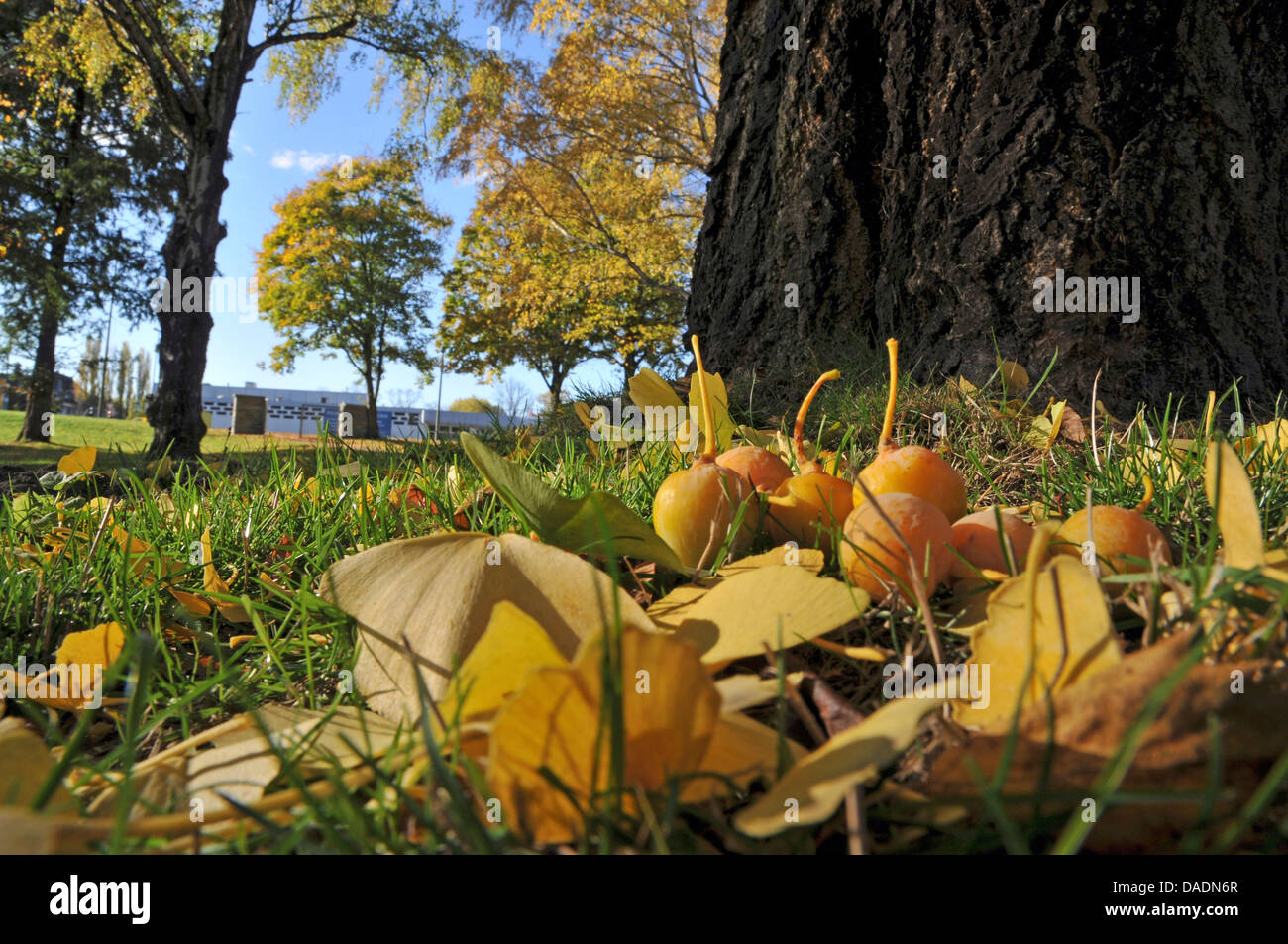 maidenhair tree, Ginkgo Tree, Gingko Tree, Ginko Tree (Ginkgo biloba), autumn leaves and fruits in meadow, Germany, Nordrhein Westfalen Stock Photo