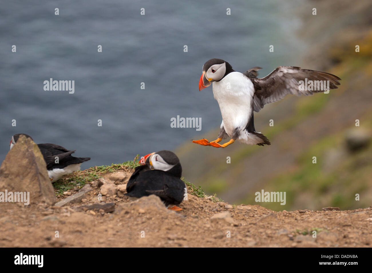 Puffin, landing with wings spread Stock Photo