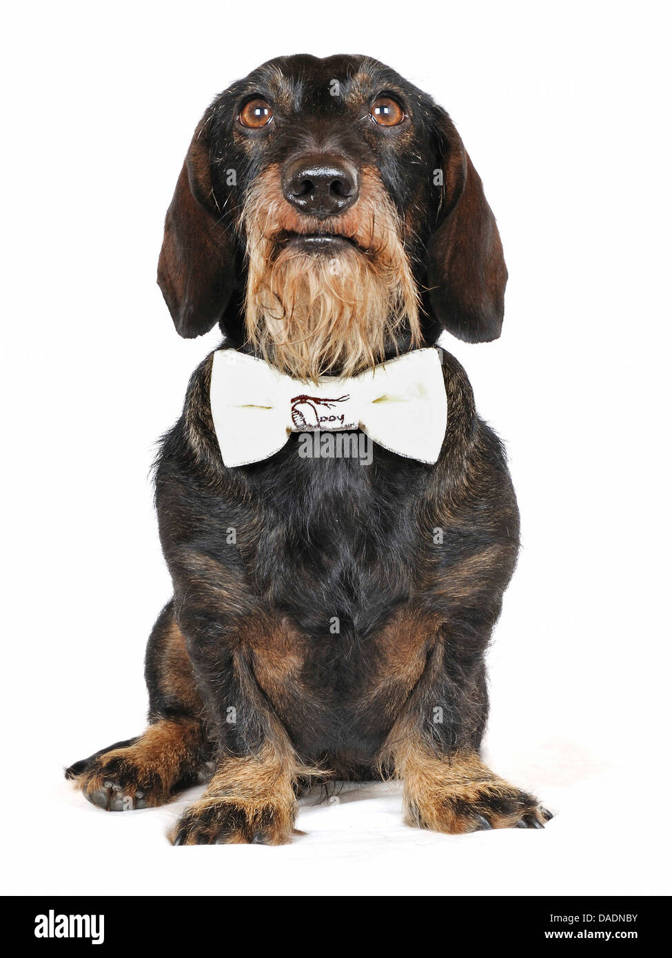 Ceremonious bow hires stock photography and images Alamy