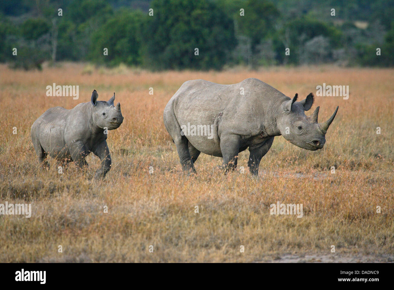 Black Rhinoceros Hooked lipped Rhinoceros Browse Rhinoceros Diceros black-rhinoceros-hooked-lipped-rhinoceros-browse-rhinoceros-diceros