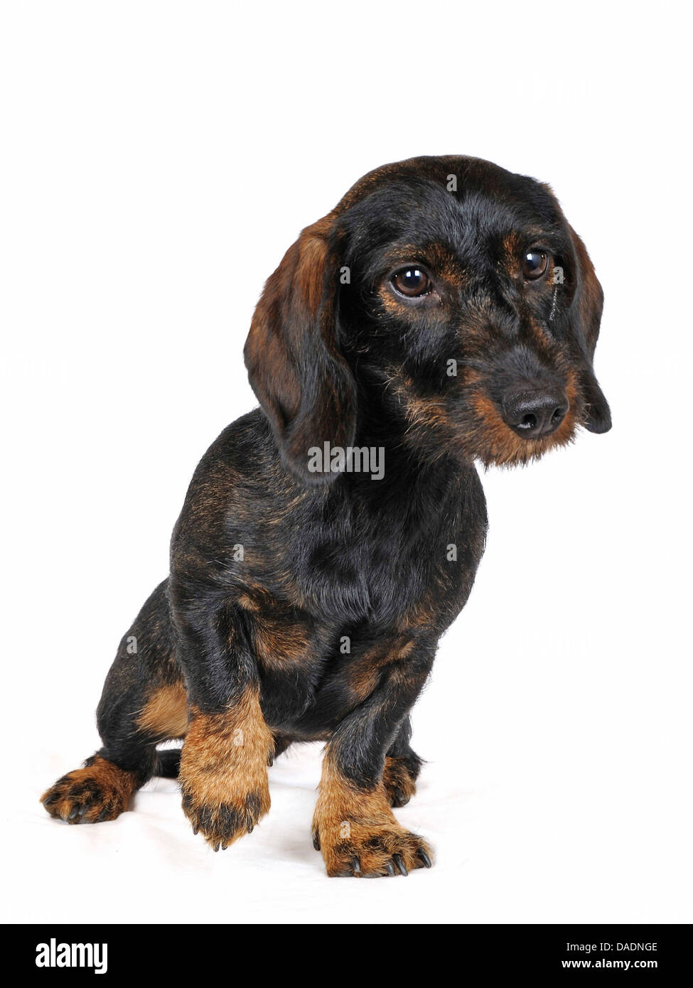 Wirehaired Dachshund, Wirehaired sausage dog, domestic dog (Canis