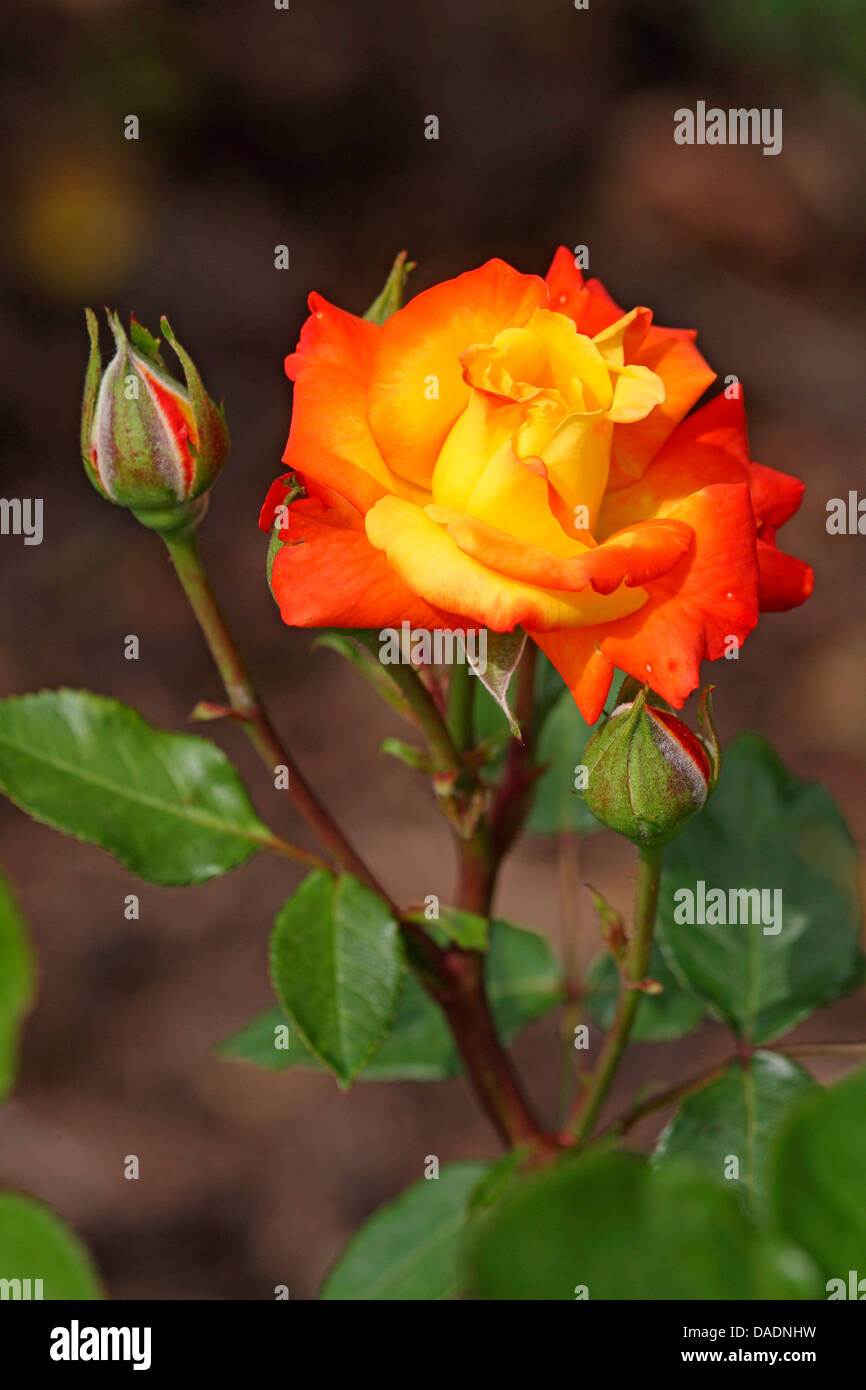 ornamental rose (Rosa 'Samba', Rosa Samba), cultivar Samba Stock Photo -  Alamy
