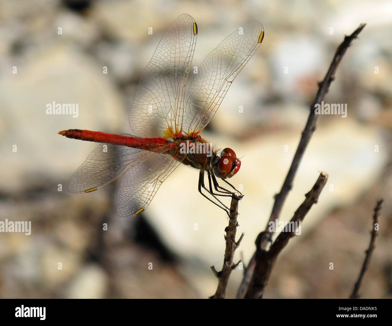 Dragonfly sits on a branch hi-res stock photography and images - Alamy