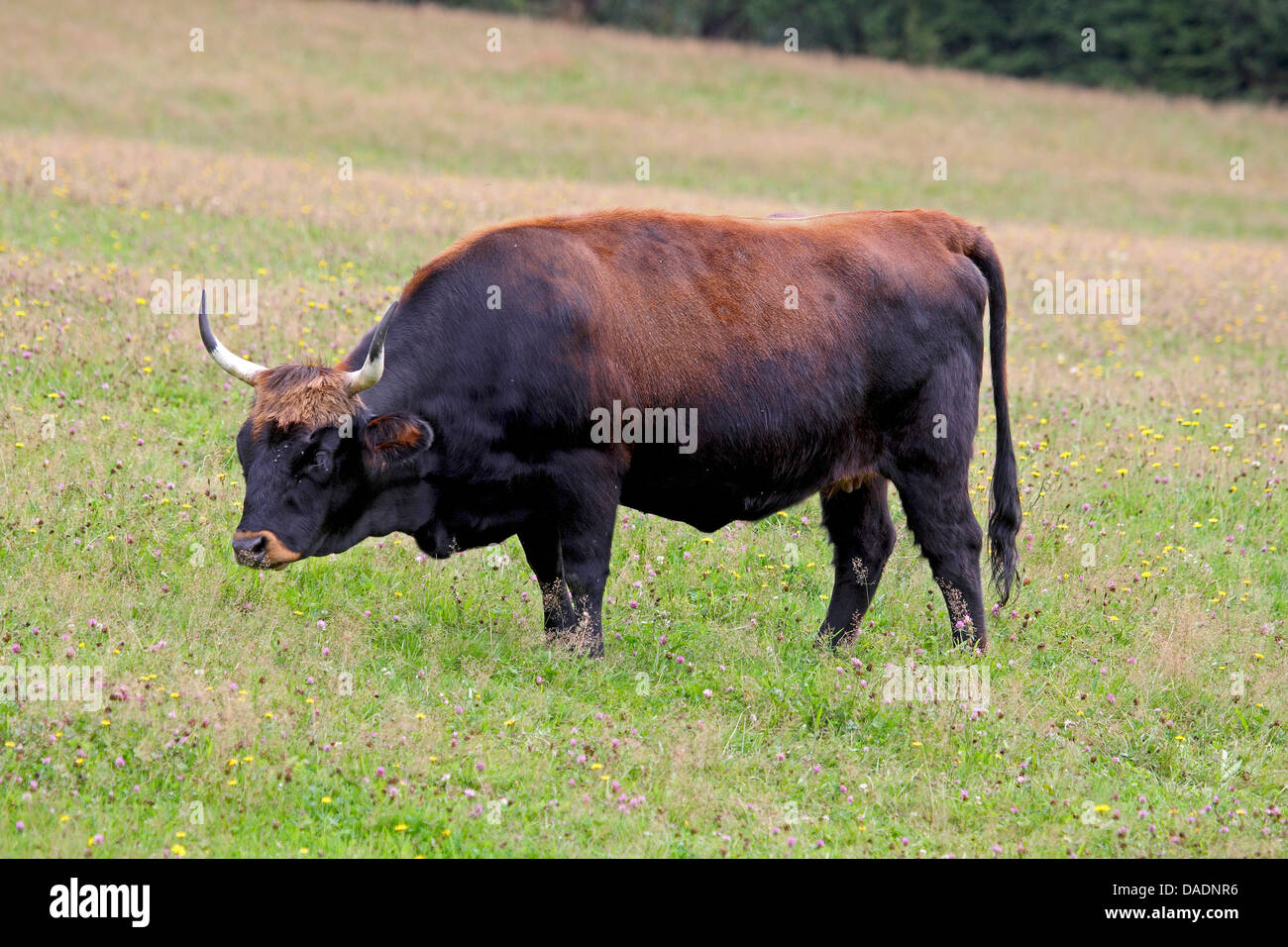 aurochs (domestic cattle) (Bos taurus, Bos primigenius), standing on pasture, Germany Stock Photo