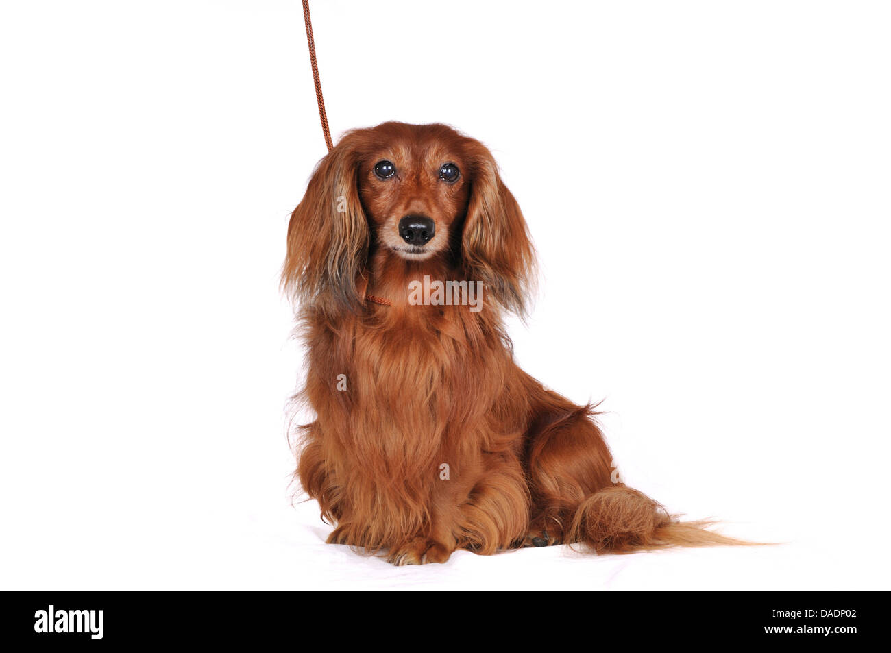 Sitting long haired dachshund hi res stock photography and images Alamy
