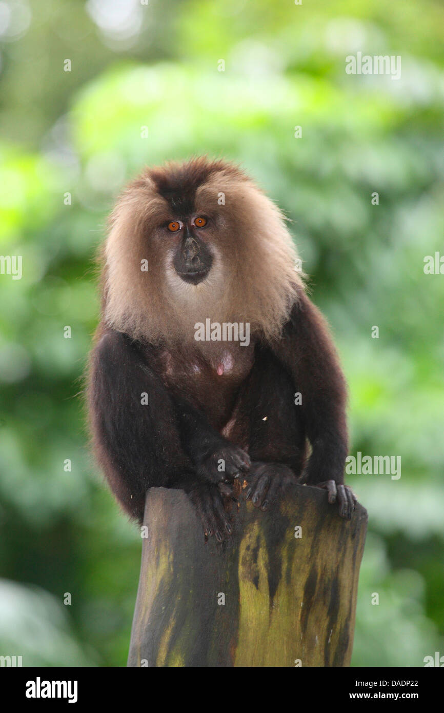 liontail macaque, lion-tailed macaque (Macaca silenus), sitting on a tree stump, India Stock Photo