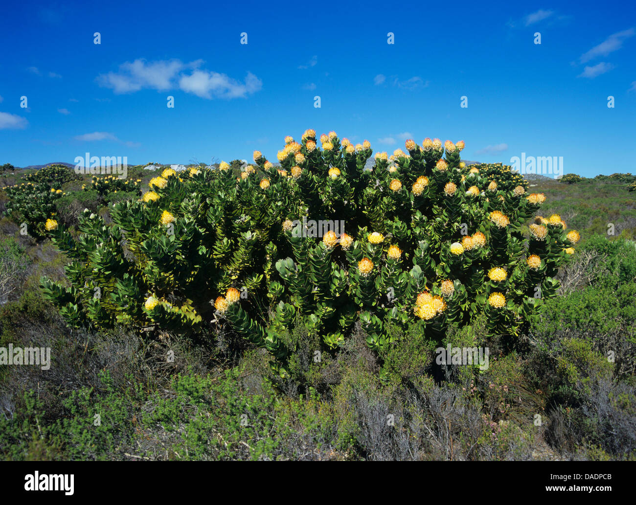 Nodding pincushion, Pincushion protea (Leucospermum cordifolium), blooming, South Africa Stock