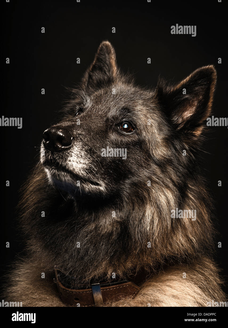 Dog side view studio hi-res stock photography and images - Alamy