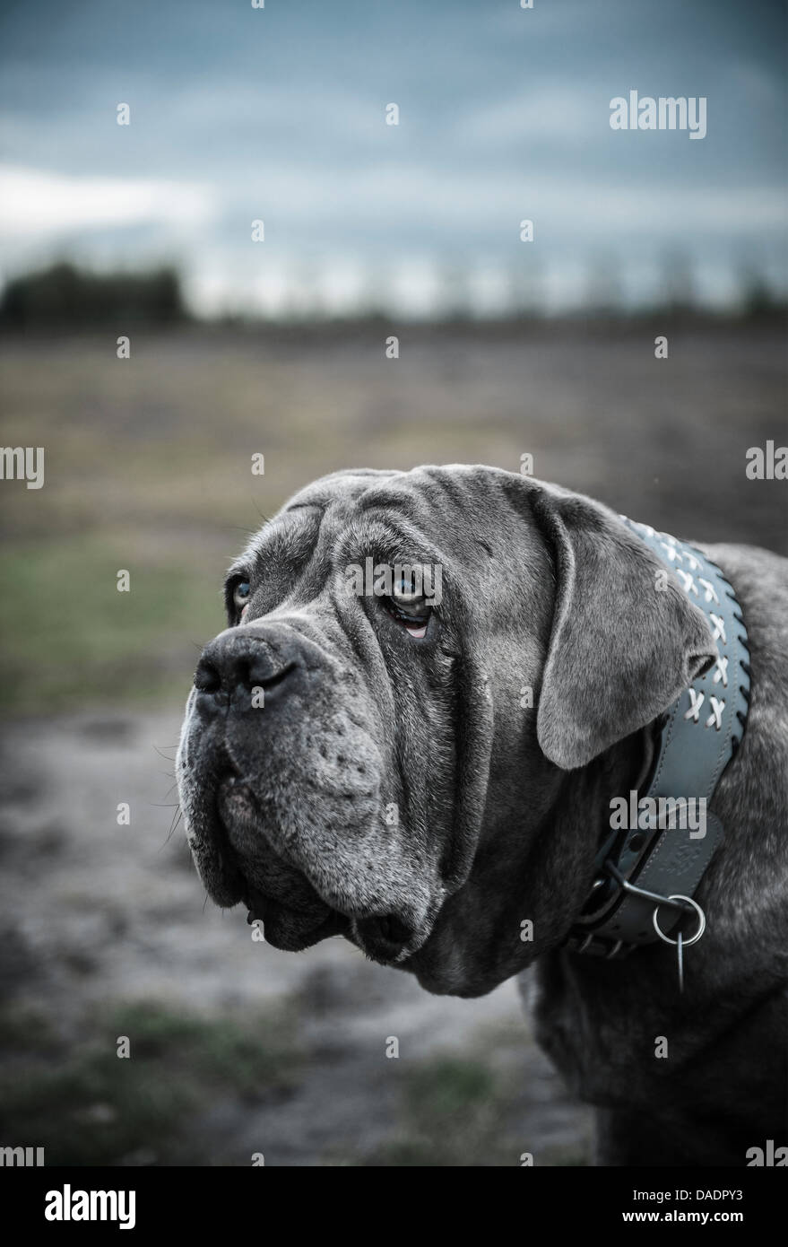 large gray dog breed