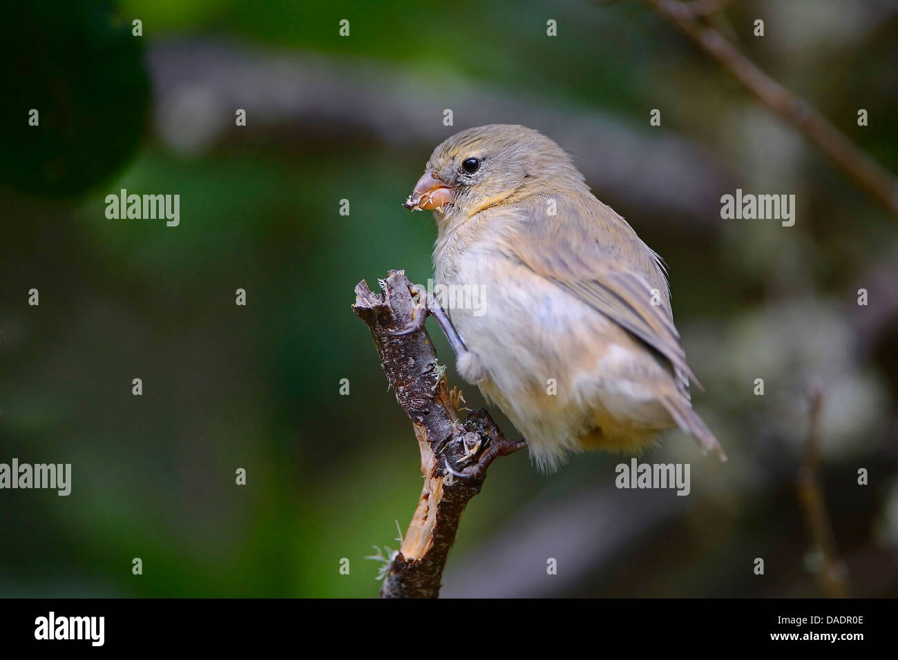 Small insectivorous tree finch, Small tree finch (Camarhynchus parvulus), sitting on a twig, Ecuador, Galapagos Islands, Isabela Stock Photo