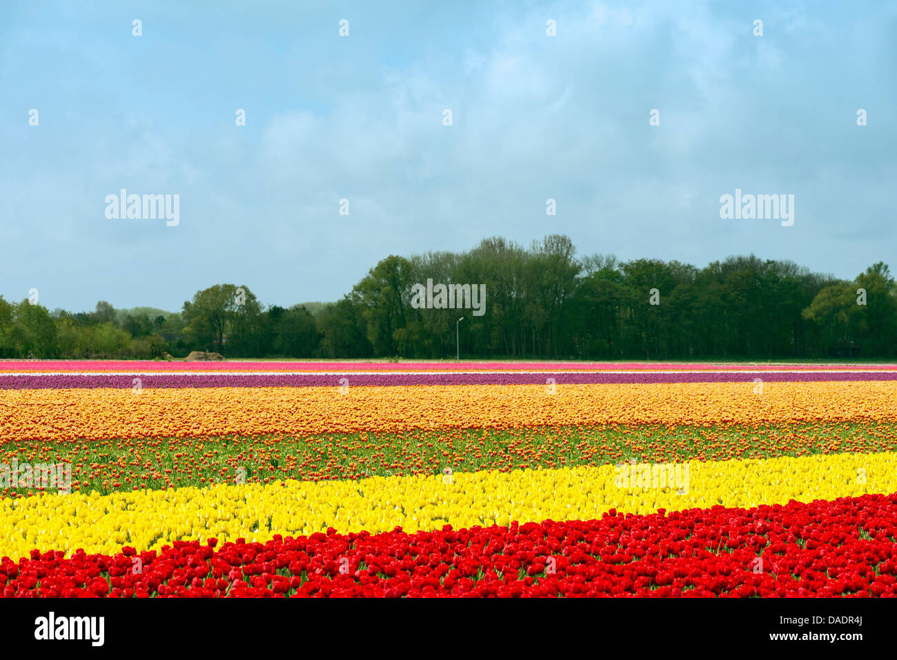 Multi colored tulip fields, Egmond, Netherlands Stock Photo