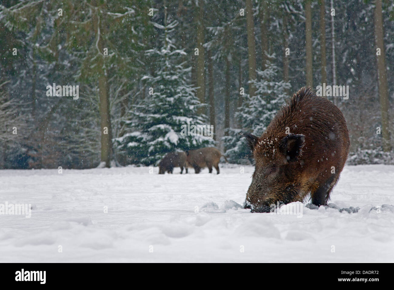 Pig in a blanket hires stock photography and images Alamy