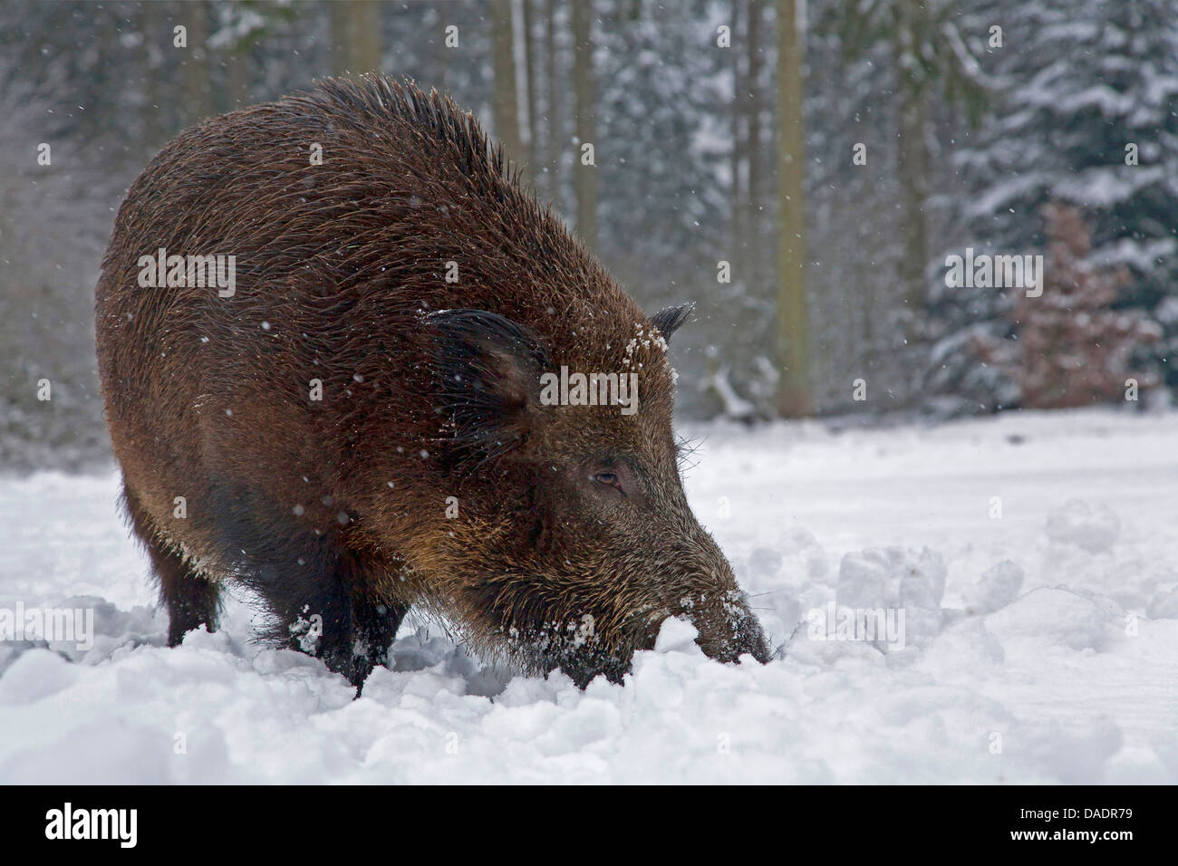 Pig in a blanket hires stock photography and images Alamy