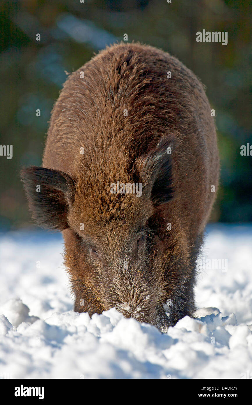 Pig in a blanket hires stock photography and images Alamy