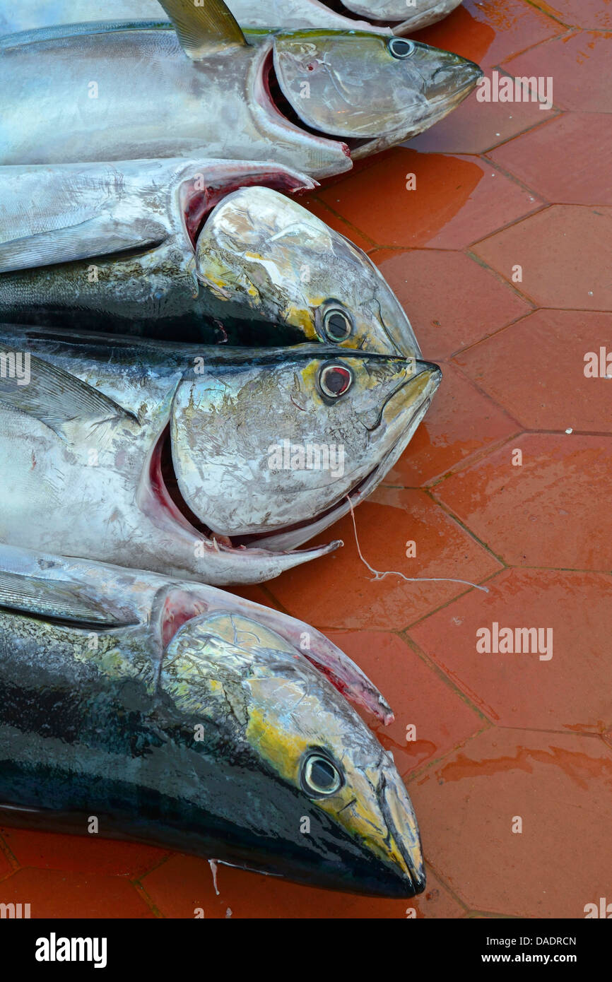 Yellow fin tuna heads hi-res stock photography and images - Alamy