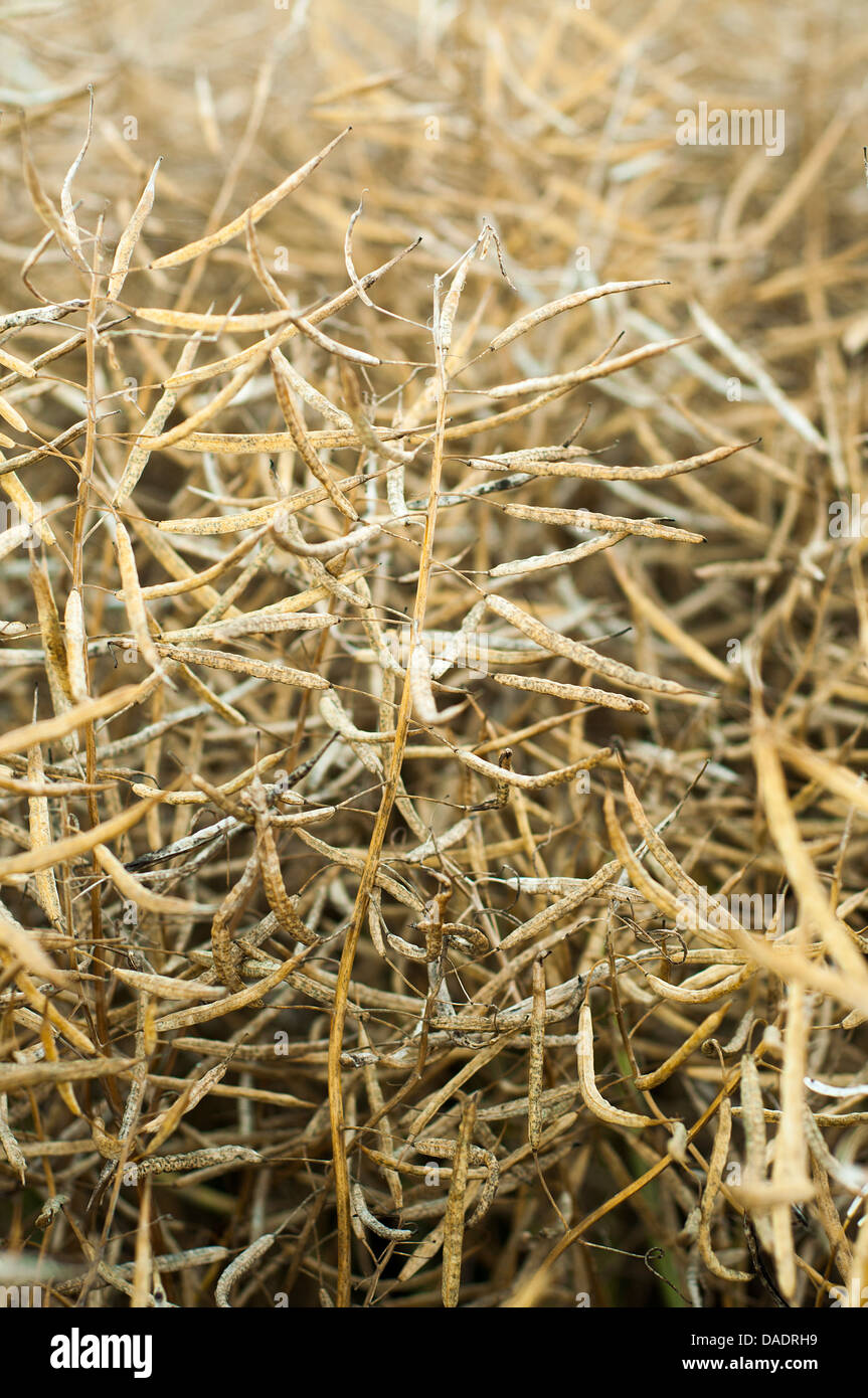 Rape field in early summer ready for harvest Stock Photo - Alamy