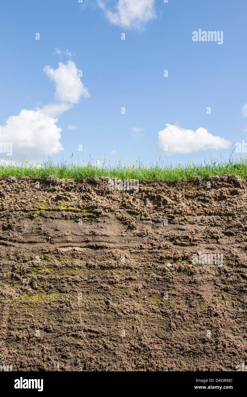 Segment of grass and earth on a beautiful summer day Stock Photo