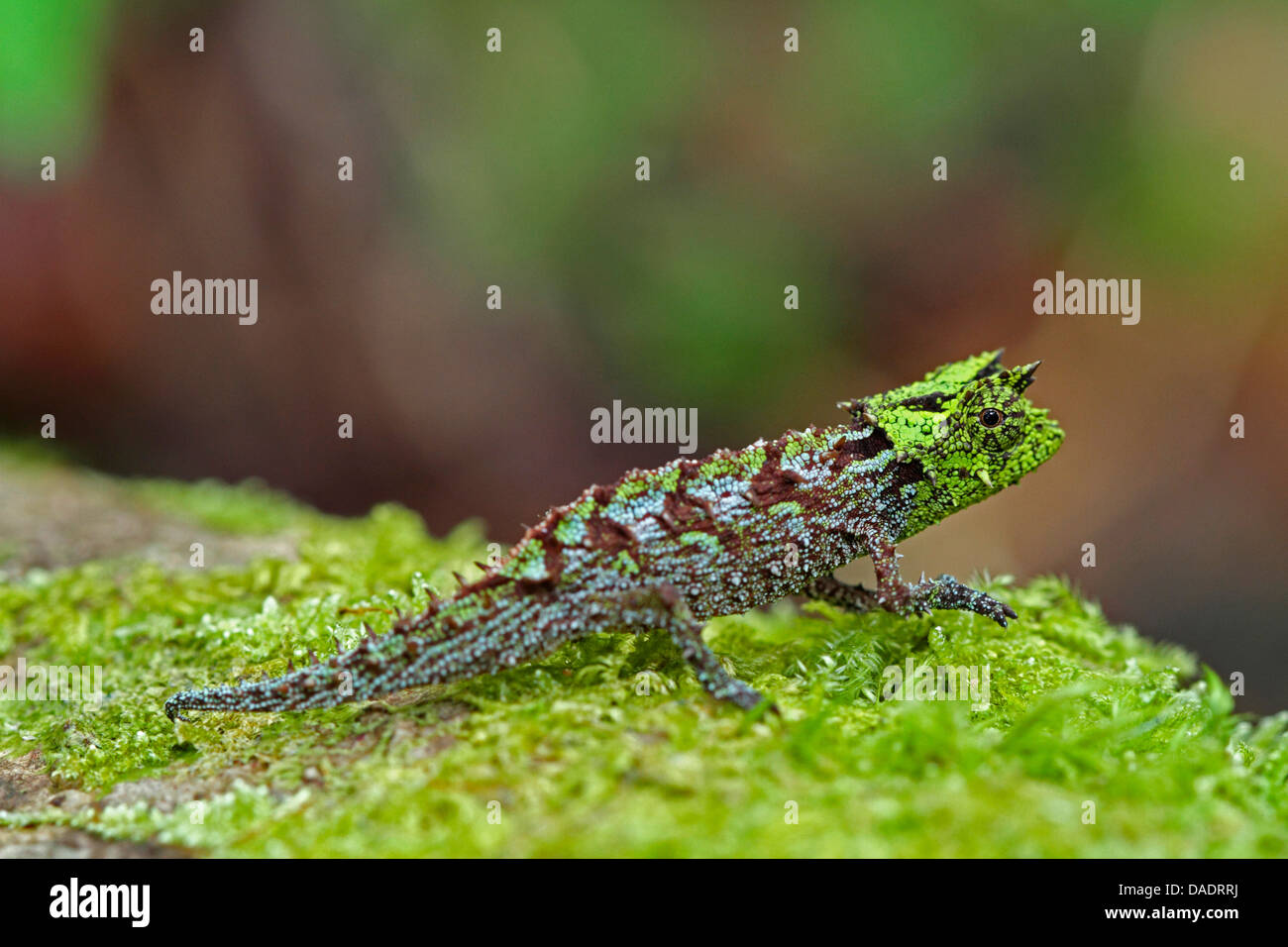 Laraka river leaf chameleon brookesia vadoni hires stock photography