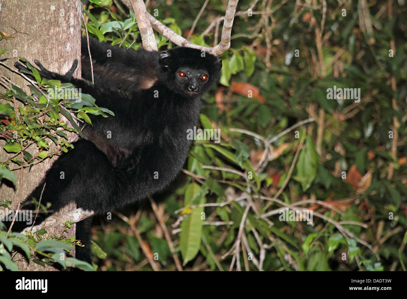 Perrier's Sifaka (Propithecus perrieri), clasping at a tree trunk, Madagascar, Antsiranana, Andrafiamena Classified Forest Stock Photo