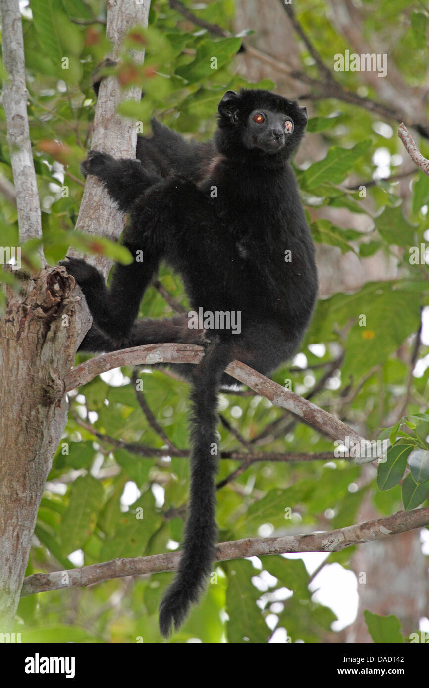 Perrier's Sifaka (Propithecus perrieri), sitting on branch, Madagascar, Antsiranana, Andrafiamena Classified Forest Stock Photo