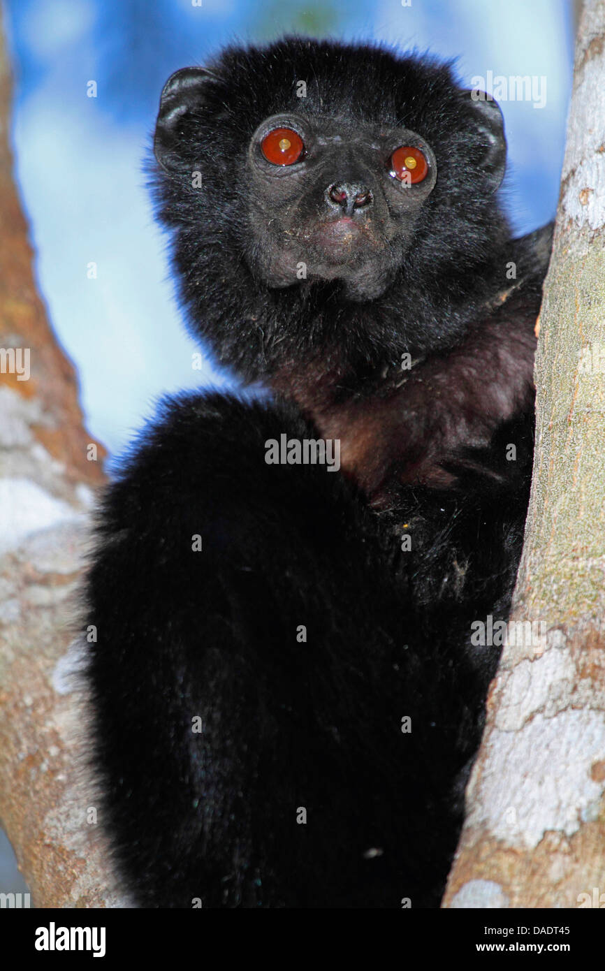 Perrier's Sifaka (Propithecus perrieri), sitting in a crotch, Madagascar, Antsiranana, Andrafiamena Classified Forest Stock Photo
