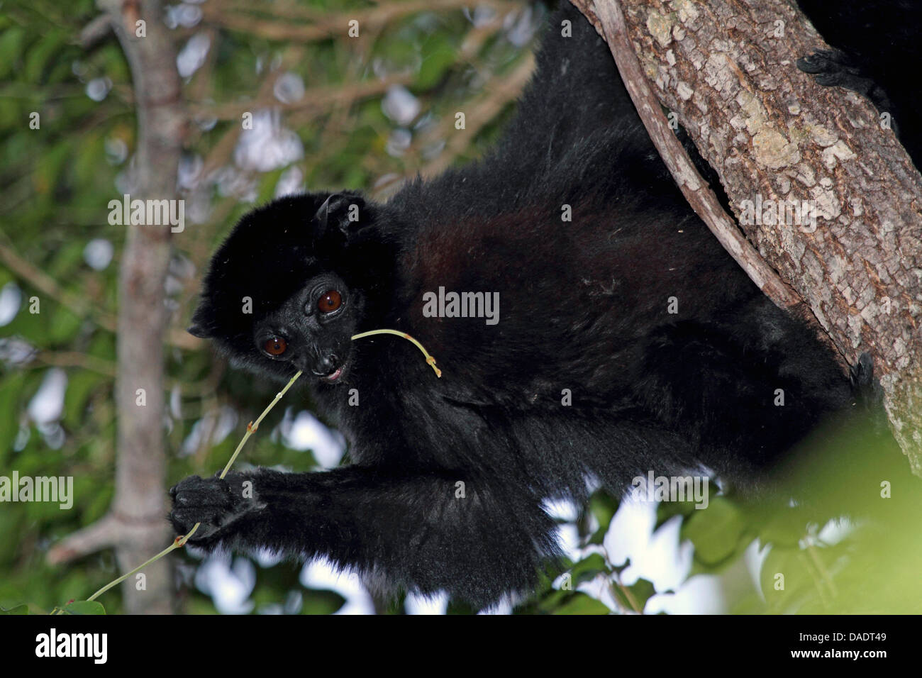 Perrier's Sifaka (Propithecus perrieri), clasping at a tree trunk and feeding a new shoot, Madagascar, Antsiranana, Andrafiamena Classified Forest Stock Photo