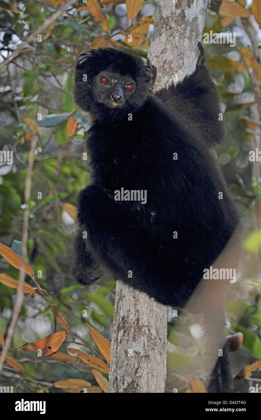 Perrier's Sifaka (Propithecus perrieri), clasping at a tree trunk , Madagascar, Antsiranana, Andrafiamena Classified Forest Stock Photo