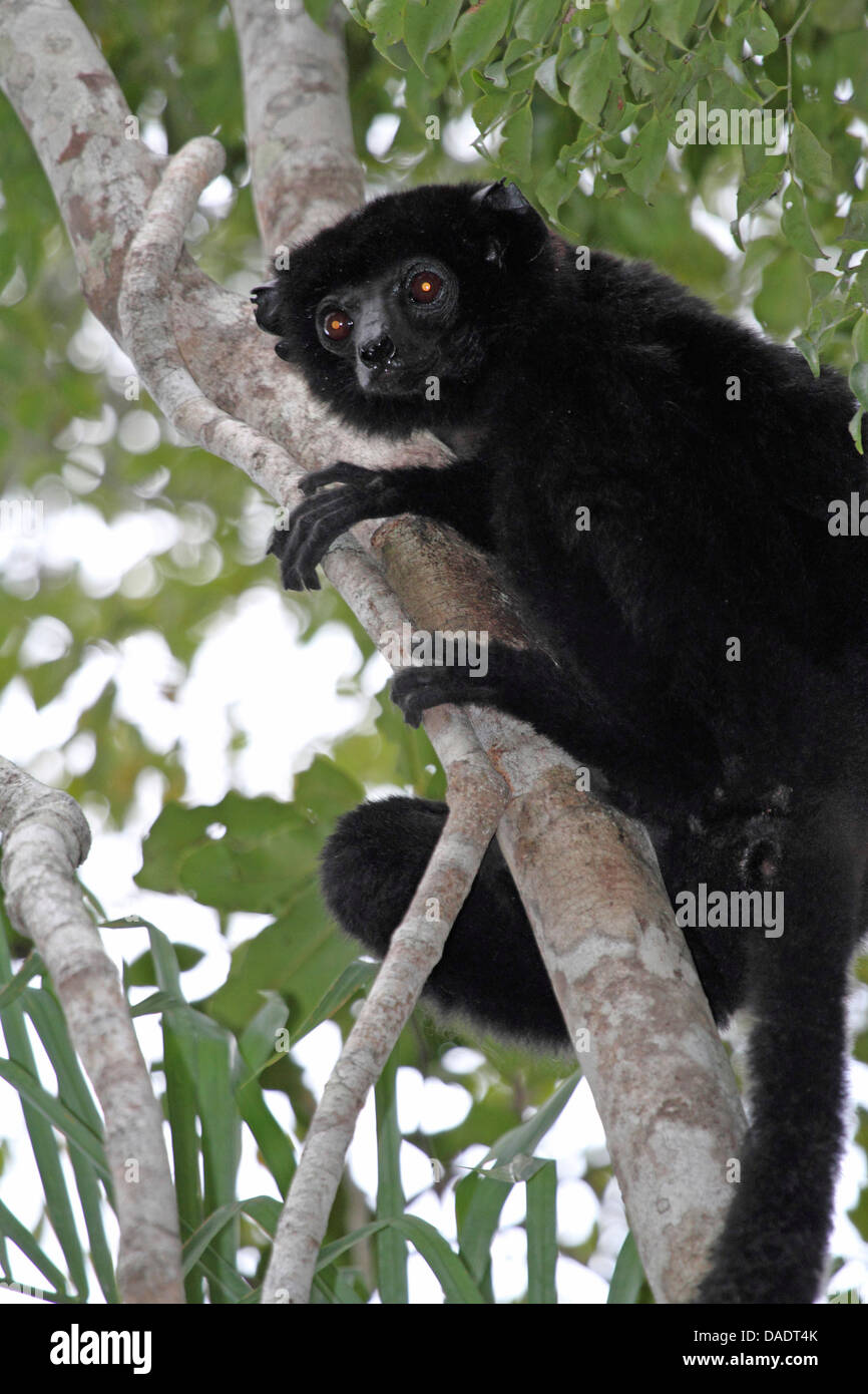 Perrier's Sifaka (Propithecus perrieri), sitting on a branch , Madagascar, Antsiranana, Andrafiamena Classified Forest Stock Photo