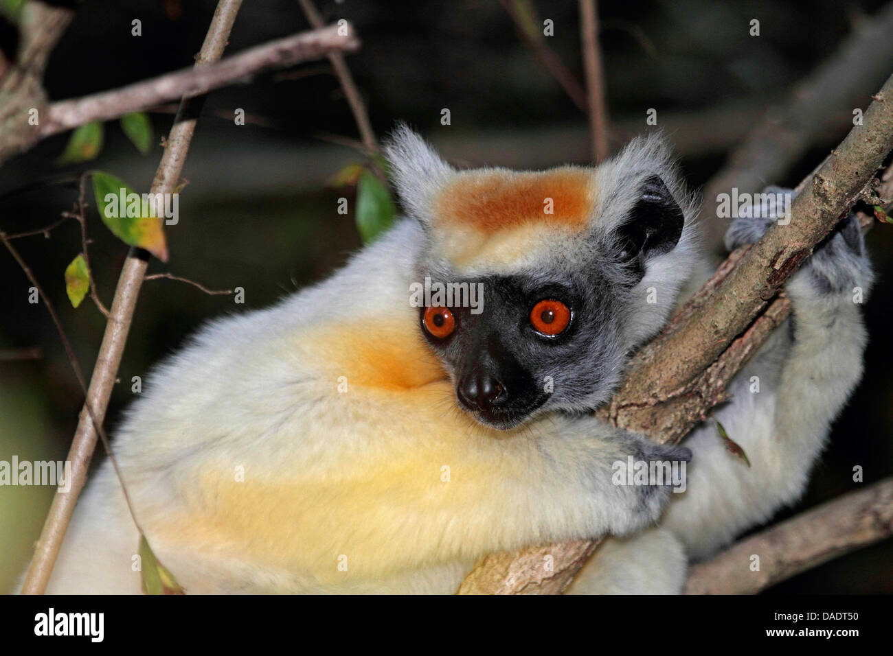 Golden-crowned sifaka, Tattersall's sifaka (Propithecus tattersalli), sitting on a branch, Madagascar, Antsiranana, Daraina Stock Photo