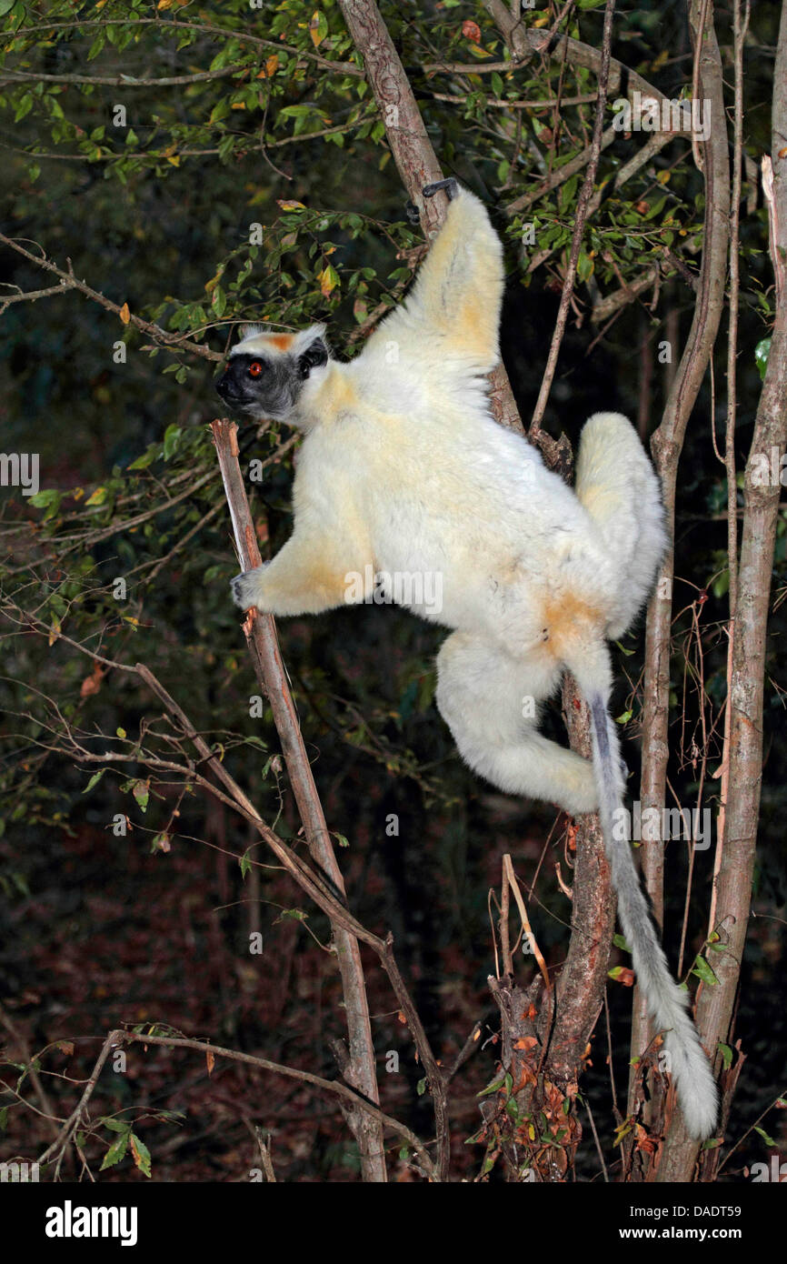 Golden-crowned sifaka, Tattersall's sifaka (Propithecus tattersalli), climbing on a tree, Madagascar, Antsiranana, Daraina Stock Photo