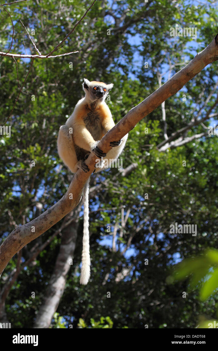 Golden-crowned sifaka, Tattersall's sifaka (Propithecus tattersalli), sitting on a branch, Madagascar, Antsiranana, Daraina Stock Photo